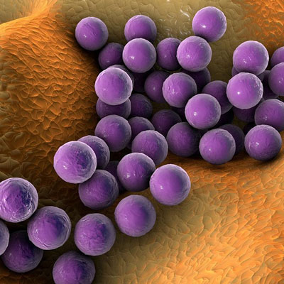 Staphylococcus aureus photo.